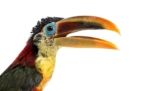 Preview: Close-up of a Curl-crested aracari, isolated on white