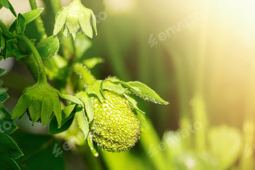 Preview: Unripe strawberries. Growing berries in garden. Eco food