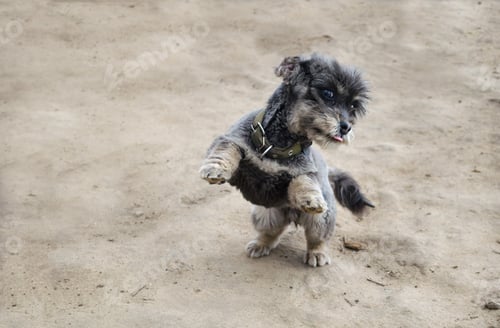 Preview: A playful black dog stands on its hind legs.