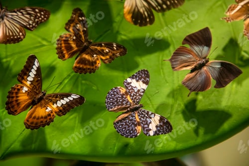 Preview: Butterfly varieties in the tropical butterfly garden of Konya.