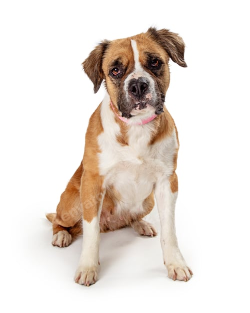 Preview: Cute pet crossbreed dog sitting isolated