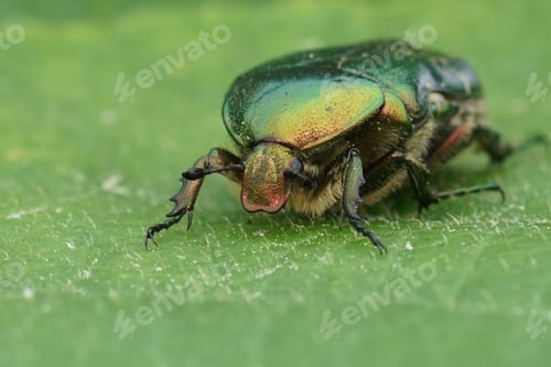 Preview: Frontal closeup on a colorful green metallic rose chafer beetle