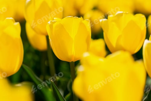 Preview: Blooming spring yellow tulips close-up on a blurry background