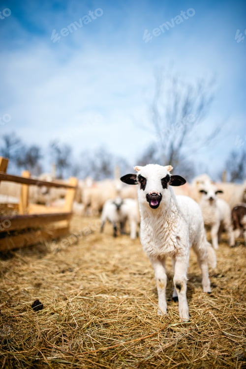 Preview: Curious little lamb singing in local farm