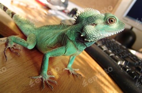 Preview: Green-skinned iguana