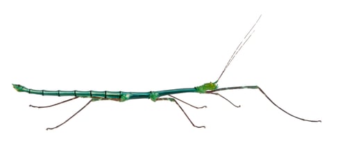 Preview: Myronides Sp, stick insect, in front of white background
