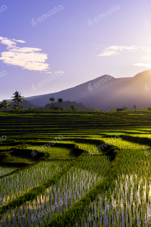 Preview: Beautiful morning view indonesia Panorama Landscape paddy fields