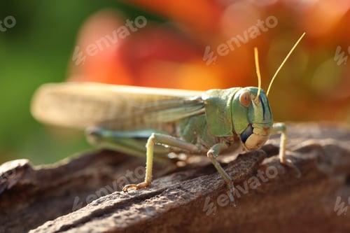 Preview: One locust on snag against blurred background, closeup. Wild insect