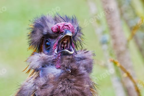 Vista previa: Chinese silky bantam chicken with blurred background