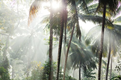 Preview: Palm plantation