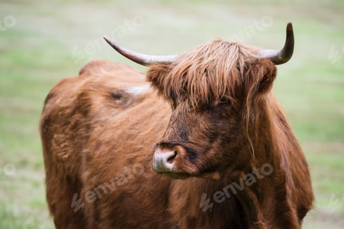 Preview: Brown cow in Norway