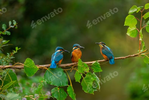 Preview: Closeup shot of Common Kingfisher birds
