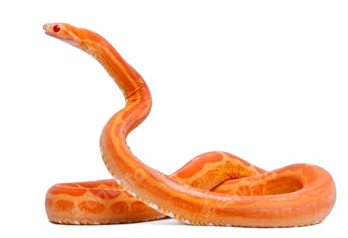 Preview: Scaleless Corn Snake, Pantherophis Guttatus, in front of white background