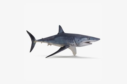 Visualização: Tubarão Shortfin Mako - Predador pelágico