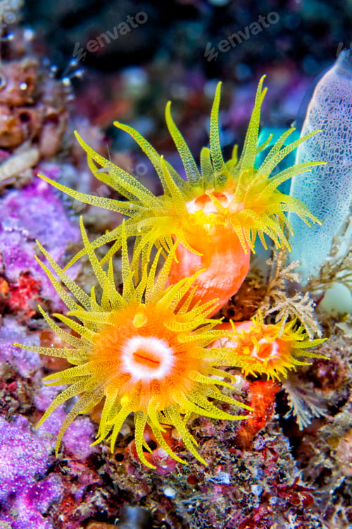 Preview: Encrusting Sea Anemone, Lembeh, North Sulawesi, Indonesia, Asia