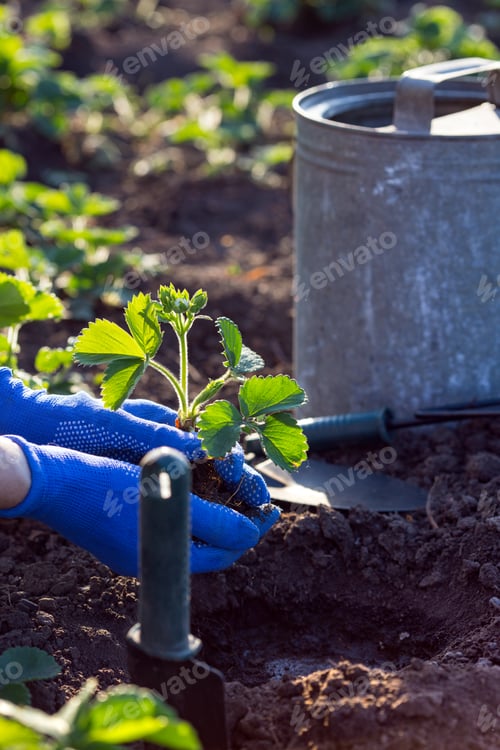 Preview: planting strawberries in the garden