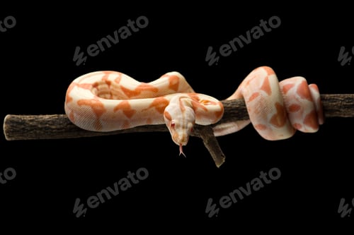 Preview: Snake red-tailed boa hanging on a branch isolated on black background