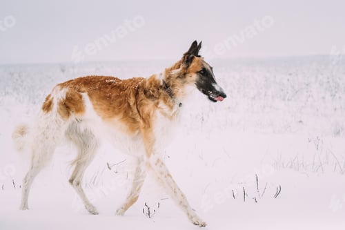 Preview: Russian Wolfhound Hunting Sighthound Russkaya Psovaya Borzaya Dog