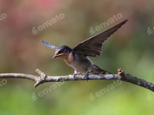 Preview: pacific swallow