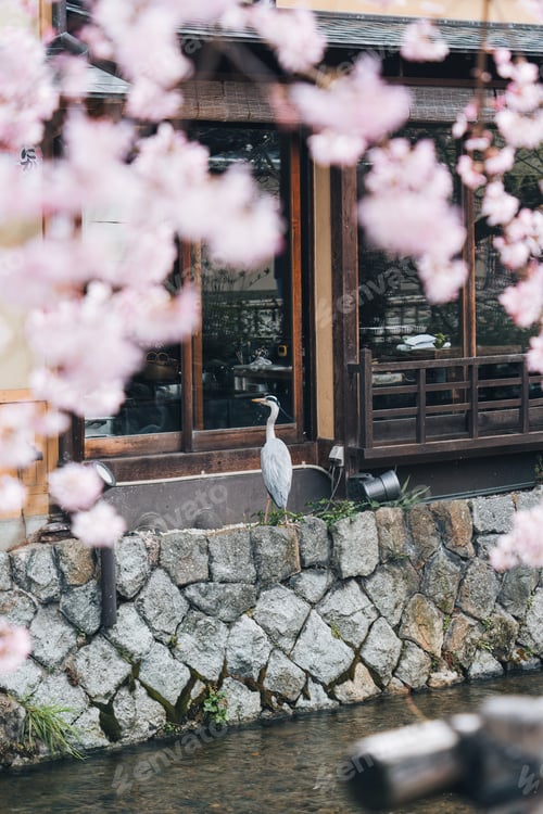 Preview: Grey Heron amidst cherry blossom by traditional japanese house and canal