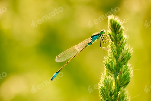 Preview: Dragonfly on the grass