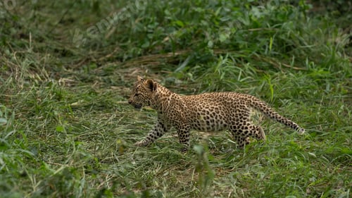 Vista previa: Leopard, Panthera pardus, cub walking.
