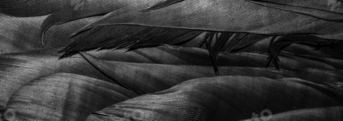 Preview: black feathers with visible details. background or texture