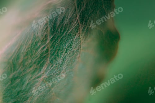 Preview: Macro of a leaf