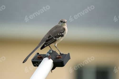 Preview: A Northern mockingbird bird perched on a fence pole