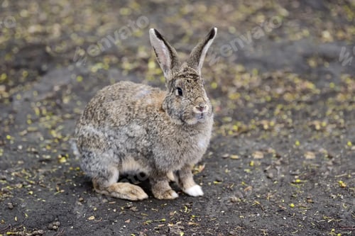 Preview: Close big rabbit