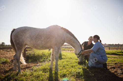 Preview: Woman and vet tending to horse