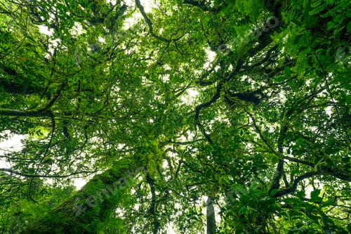 Preview: Green tree forest with sunlight through green leaves Natural carbon capture and carbon credit