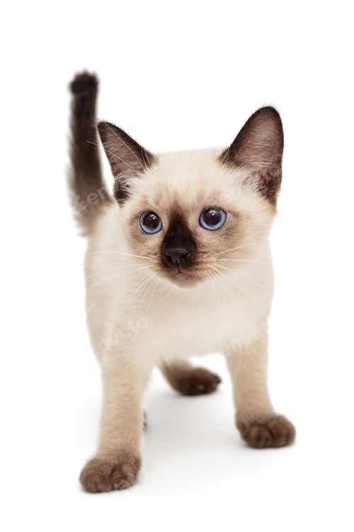 Preview: Small Siamese kitten