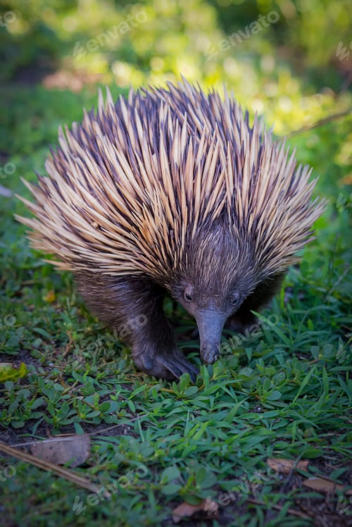 Preview: Echidna walking on grass