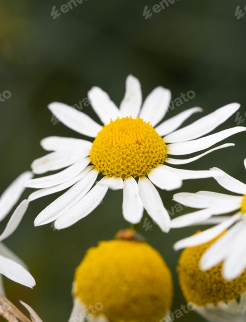 Preview: Closeup or macro of a daisy flower in summer
