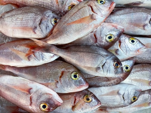 Preview: Fresh seafood fish lying on ice on a central city market