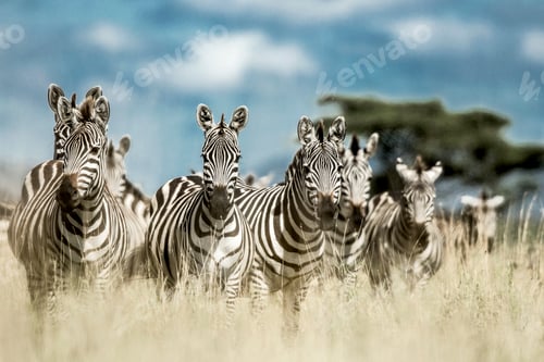 Preview: Herd of zebra in the wild savannah, Serengeti, Africa