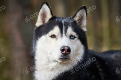 Preview: Siberian Husky dog portrait with blue eyes and gray coat color, cute sled dog breed