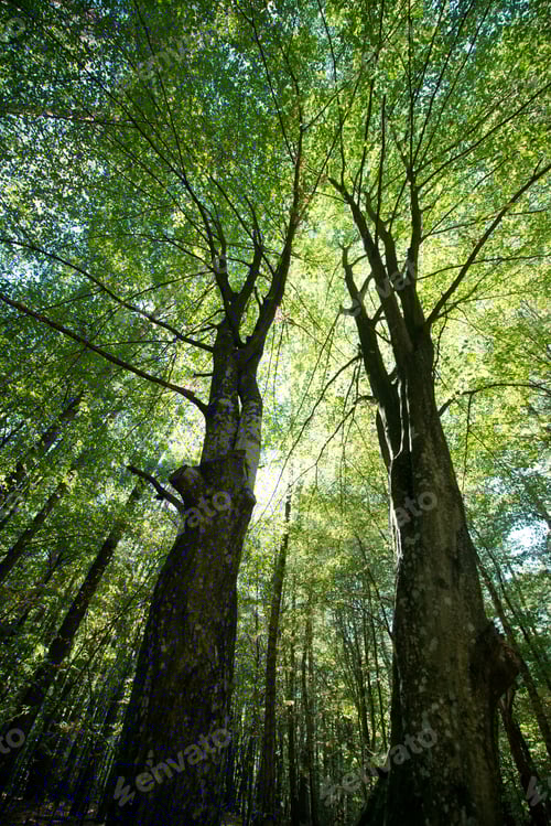 Preview: Sunlight through the green foliage of crowns trees, bottom view