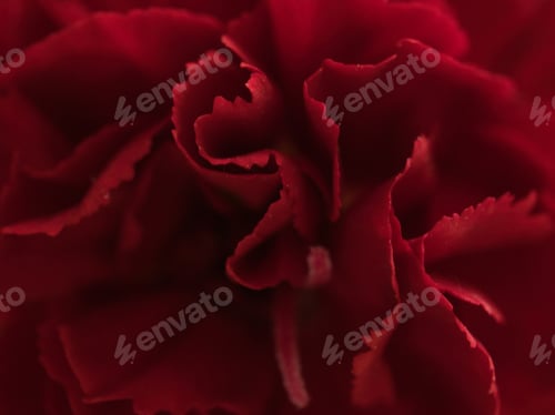 Preview: Petals of carnation (texture)
