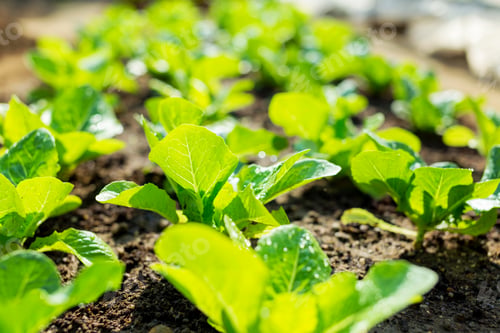 Preview: lettuce plant in field