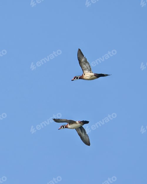 Preview: Vertical shot of wood ducks in flight against a clear blue sky