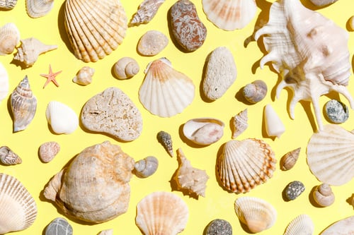Preview: Seashells, starfish, sea stone collection on yellow background. Minimal simple summer time concept