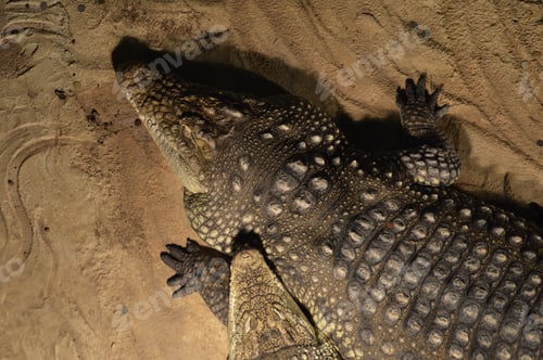 Preview: High angle view of crocodile