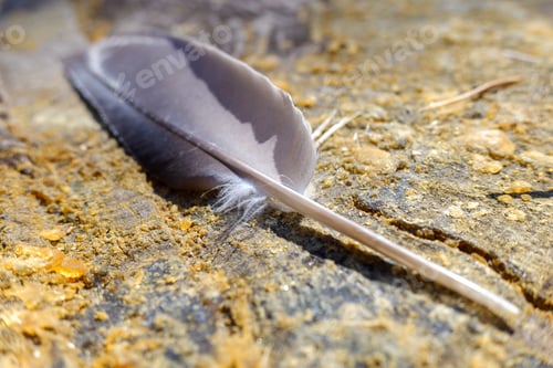 Preview: Gray pigeon feather rests on the ground of a forest.