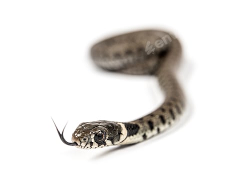 Preview: Grass snake, Natrix natrix, sniffing and getting to know with its tongue, isolated on white