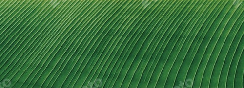 Preview: Leaf