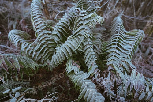 Preview: Frosty nature in winter
