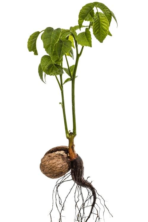 Preview: Sprout of a young walnut, isolated on white background