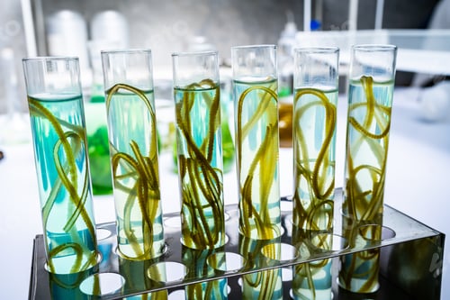 Preview: green alga laboratory research, alternative biofuel energy technology, biotechnology concept